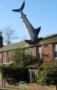 photo of shark in roof